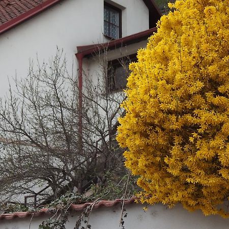 Apartmany U Kocek Tábor Dış mekan fotoğraf