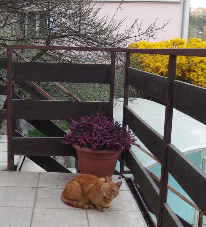 Apartmany U Kocek Tábor Dış mekan fotoğraf